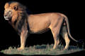 Lion of Judah